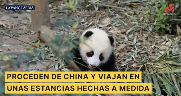 (双语快讯) 两只大熊猫抵达马德里动物园